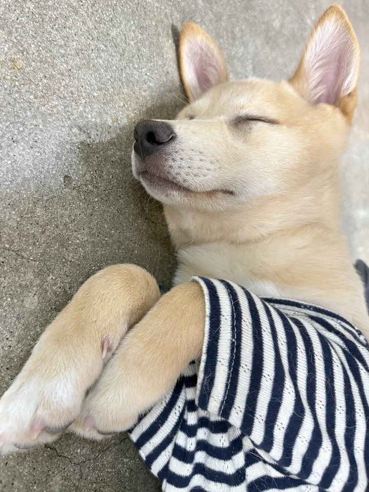 룽지 8