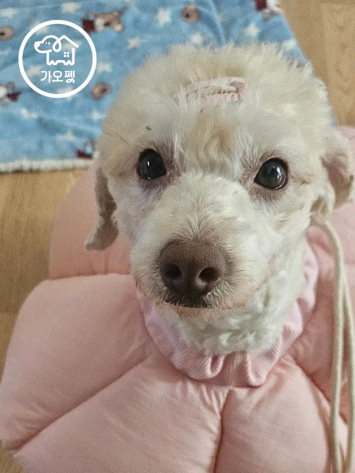 과일 2