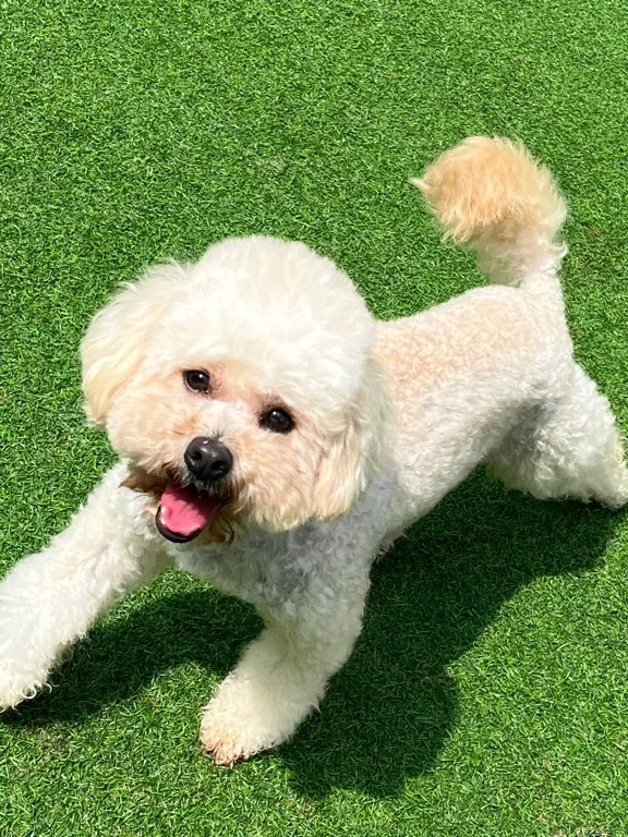 보니 9