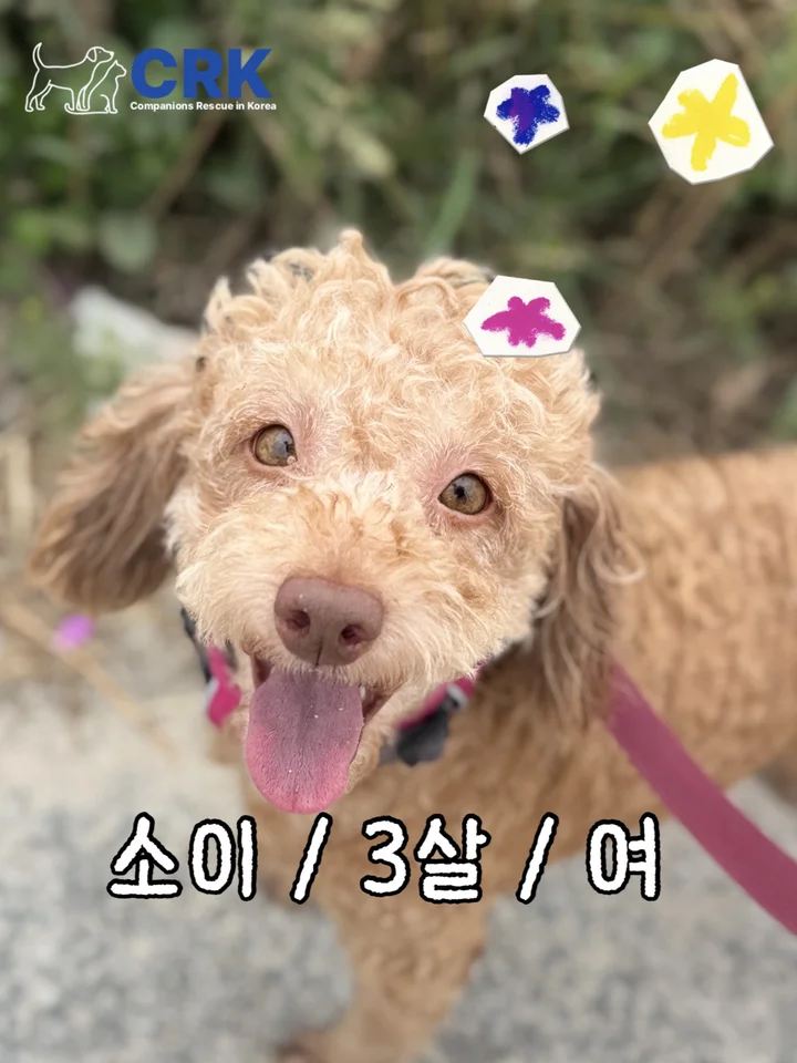소이 1