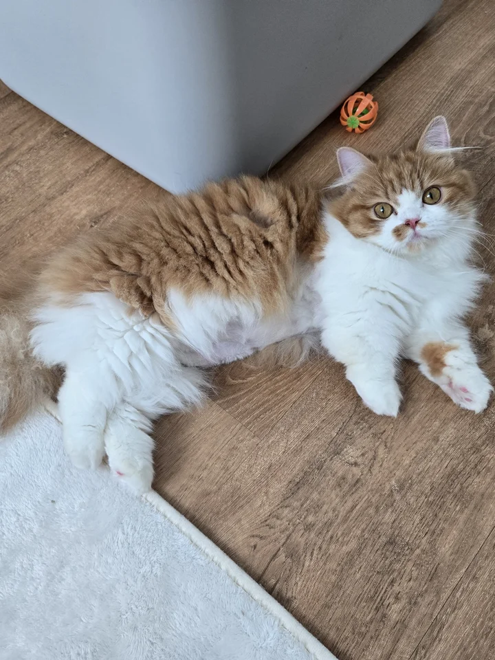 푸 8