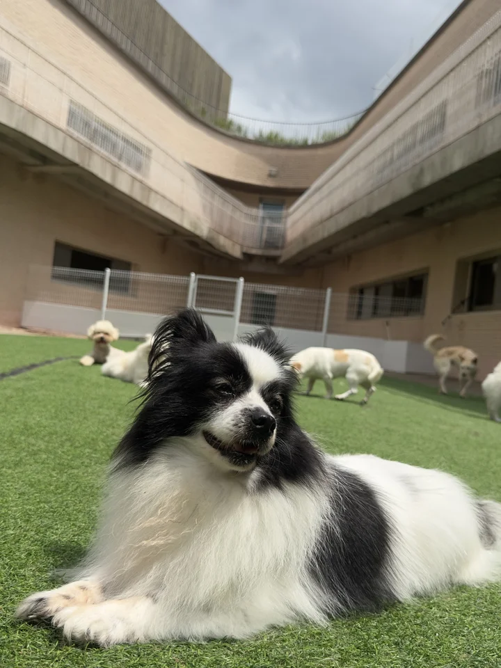 캔디 7