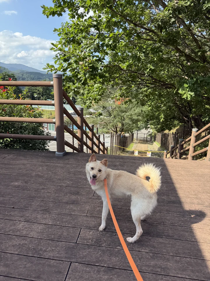 춘식이 7