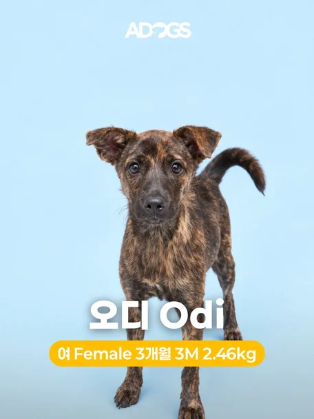 오디