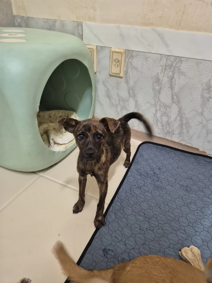 오디 8