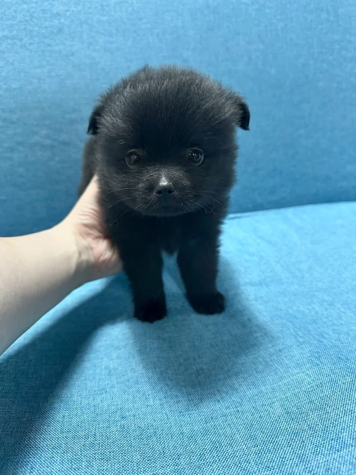 윤달 2