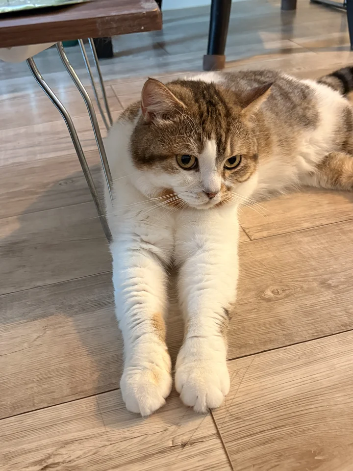 오딘 5