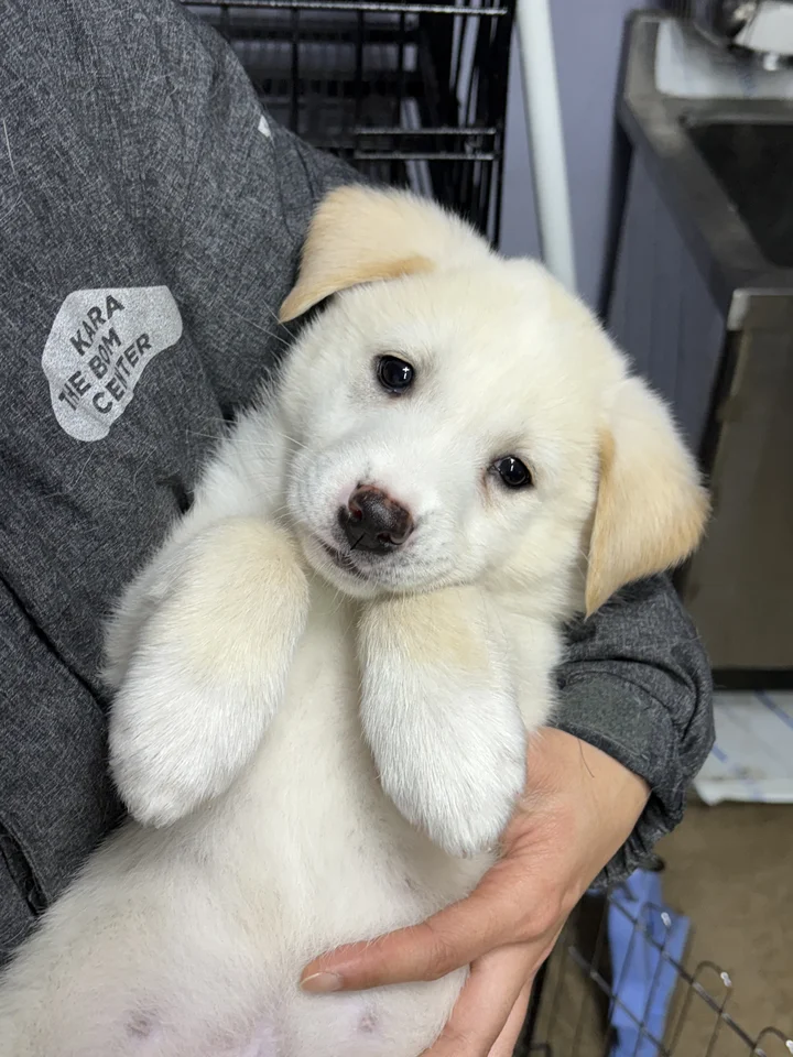 결이 20