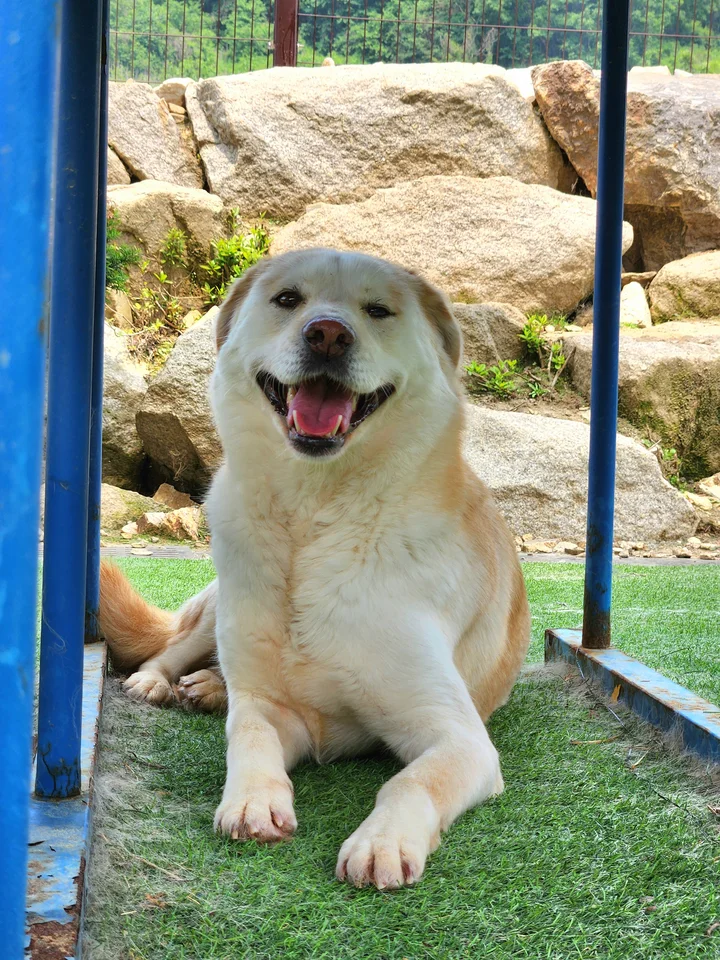 쪼꼬 15