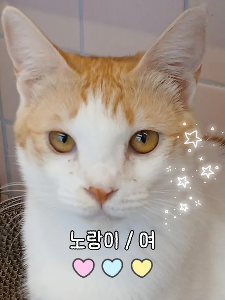 노랑이
