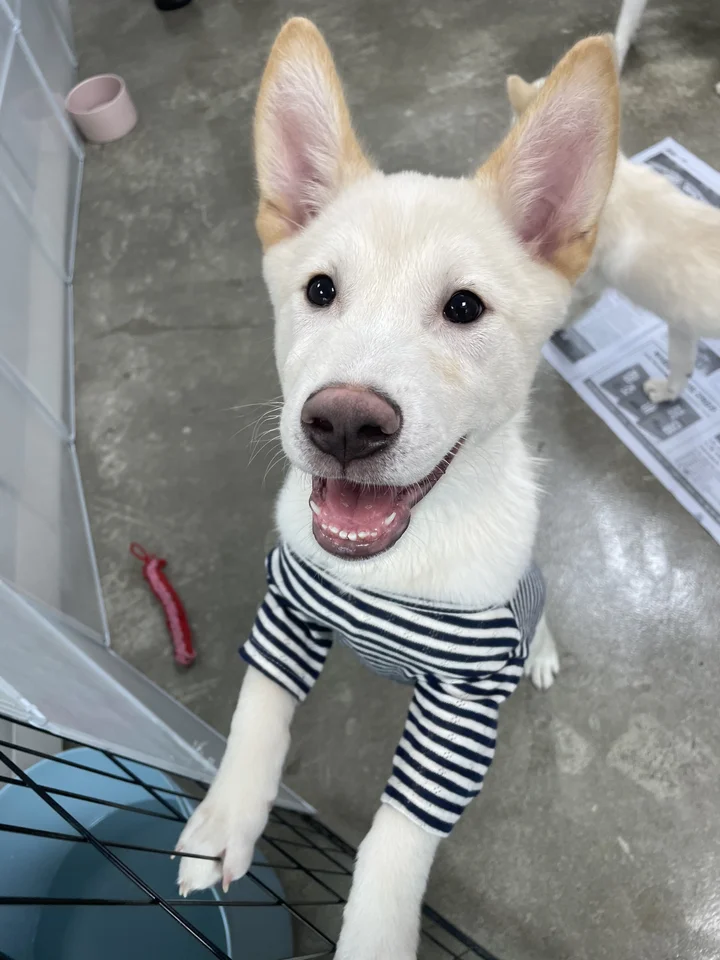 설이 1