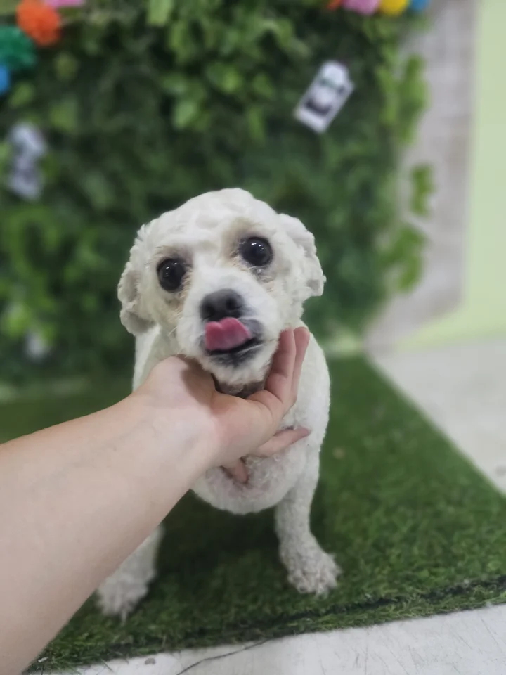설기 6