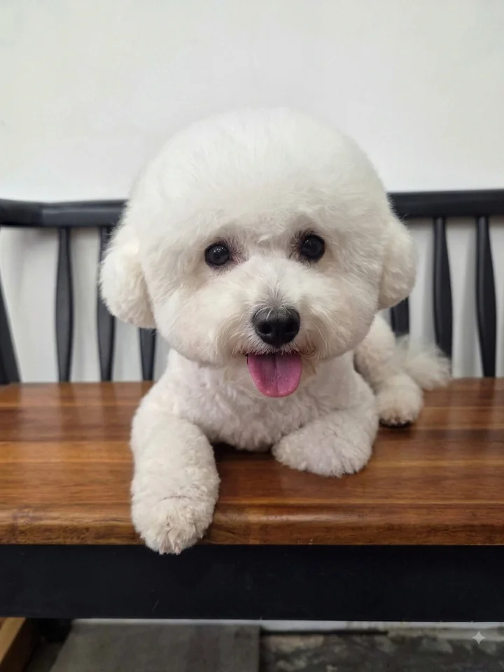 푸우 3