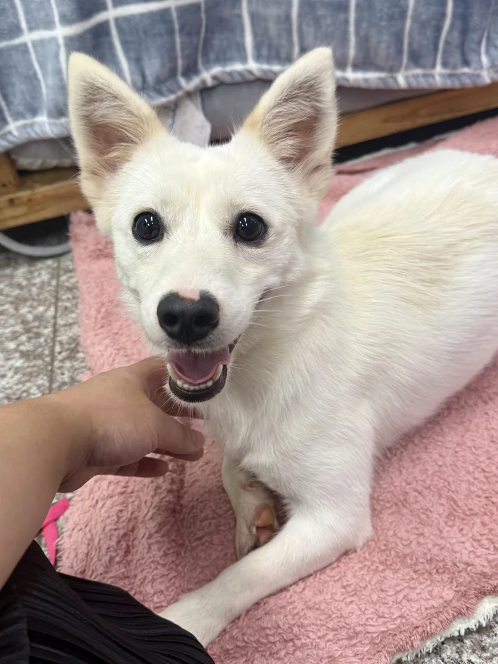 여울이 4