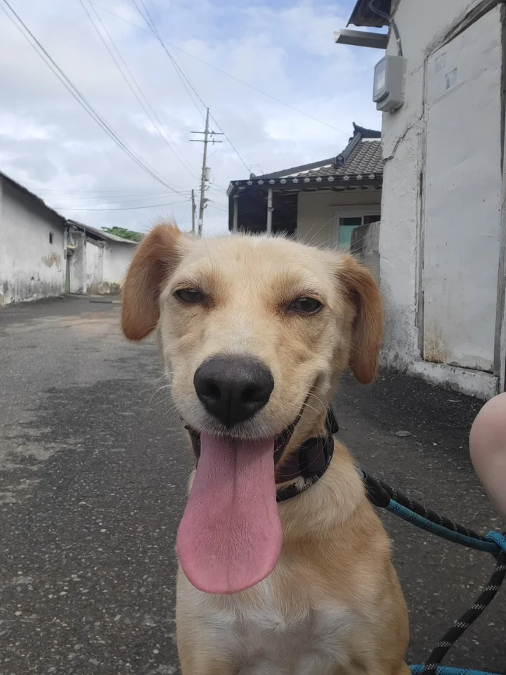 아모 3