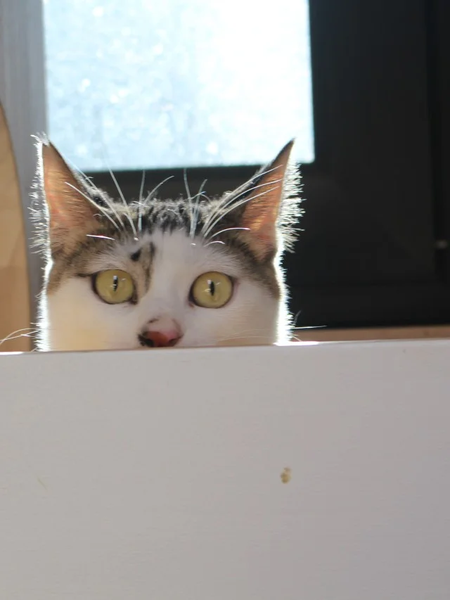 부귀 4