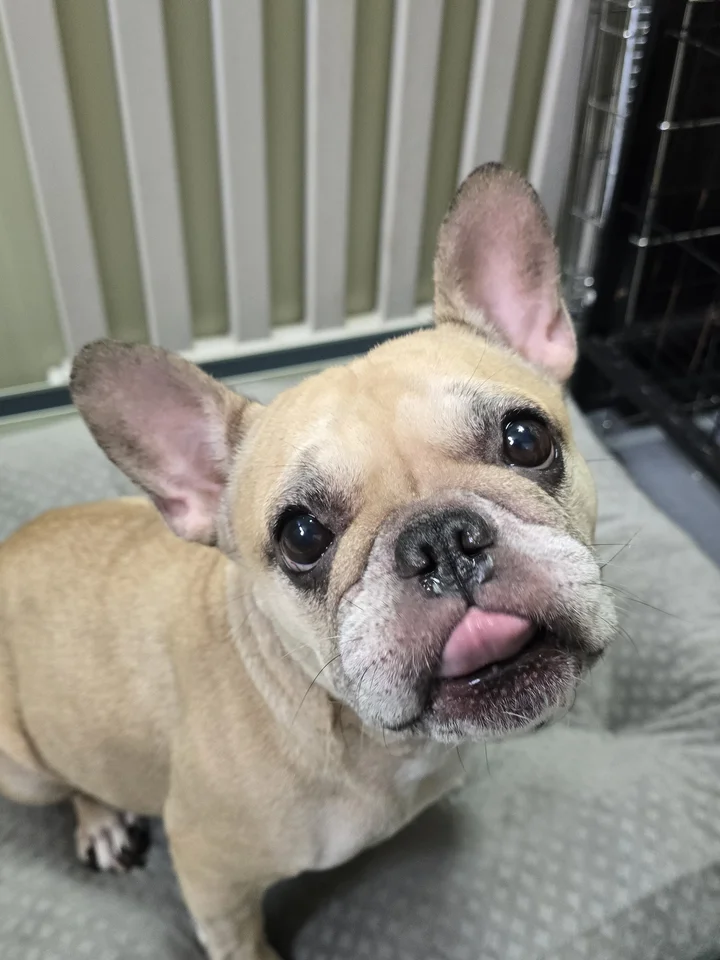 초코 5