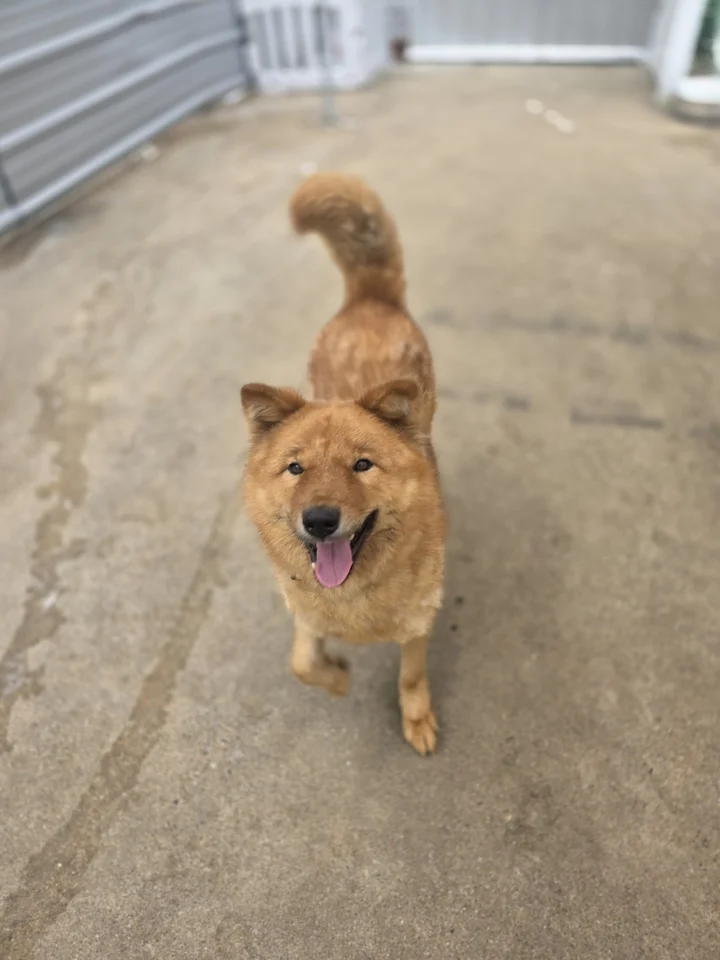일지니 8