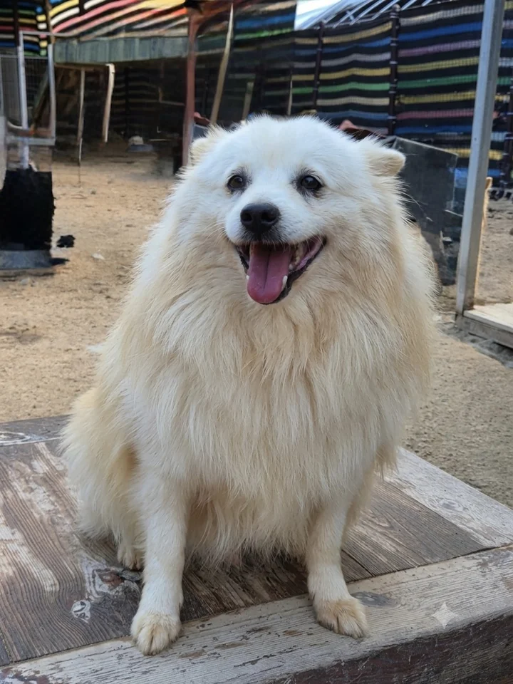 시엘 6