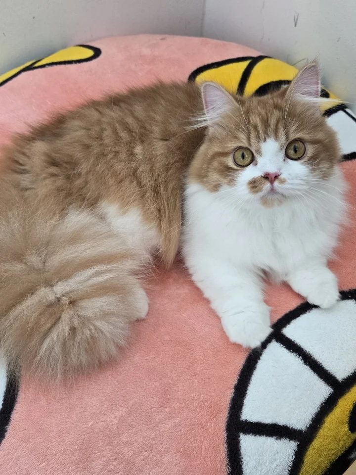 푸 5