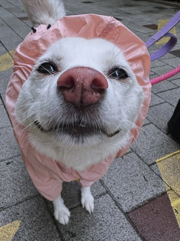 다정 5