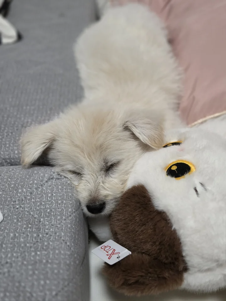 백곰 5