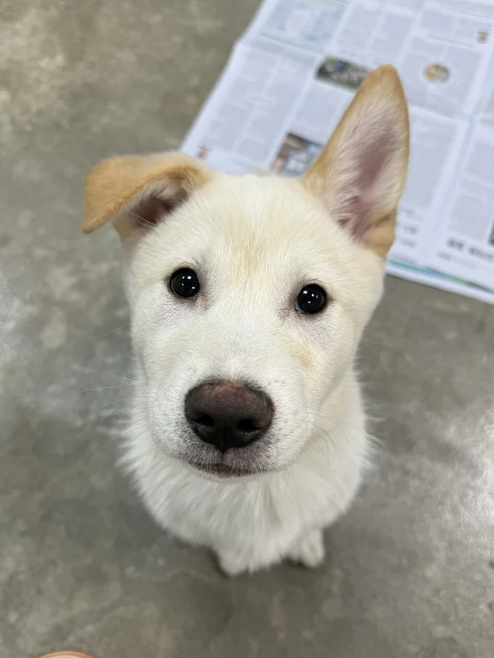 설이 4