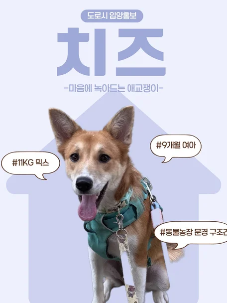 치즈