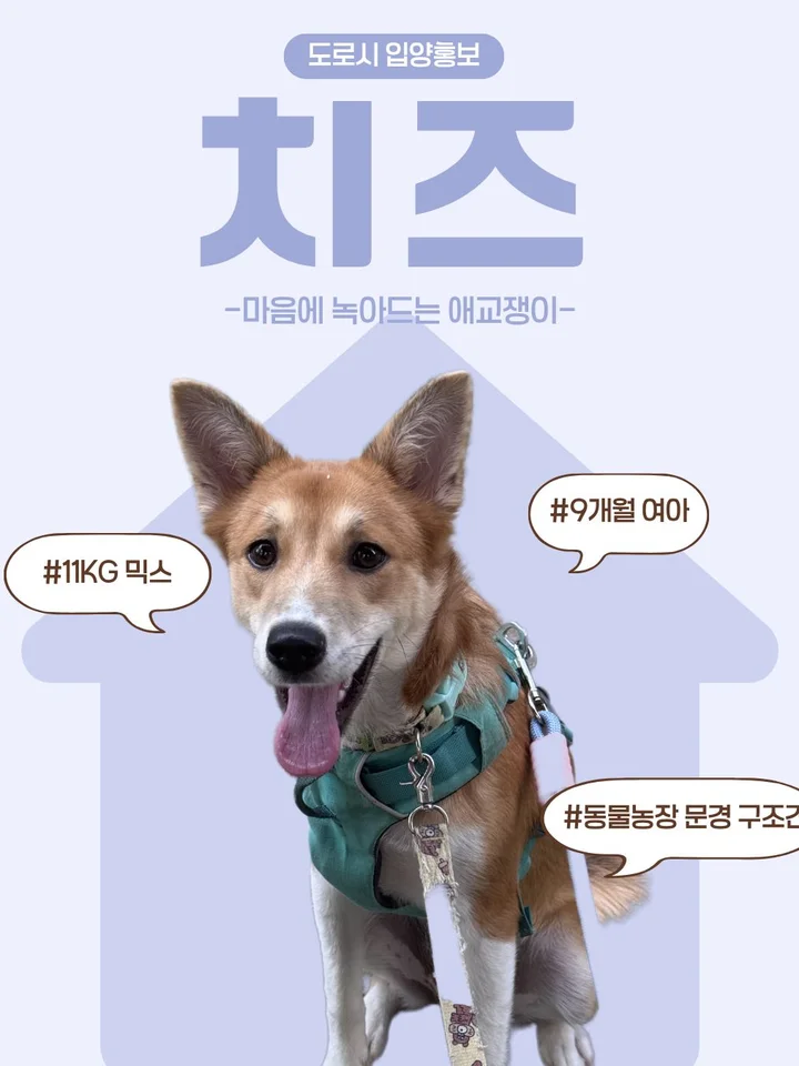 치즈 1