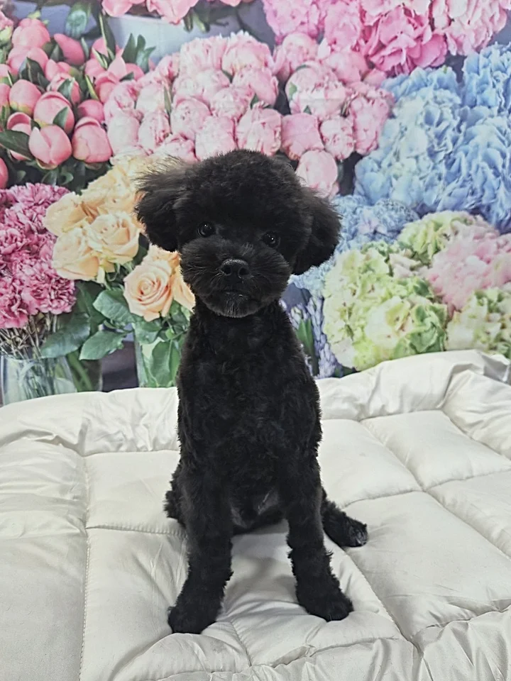 루카 3