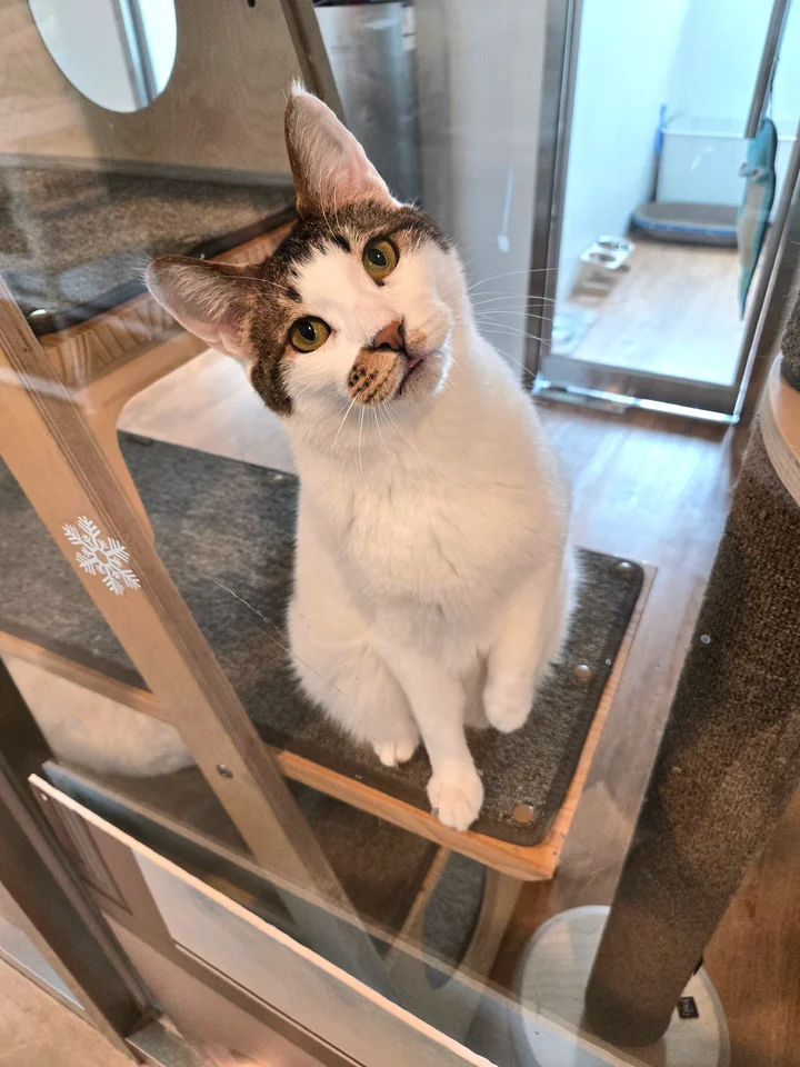 봉봉 5