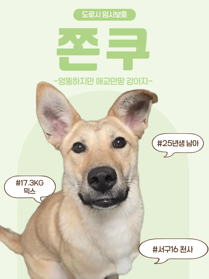 쫀쿠 1