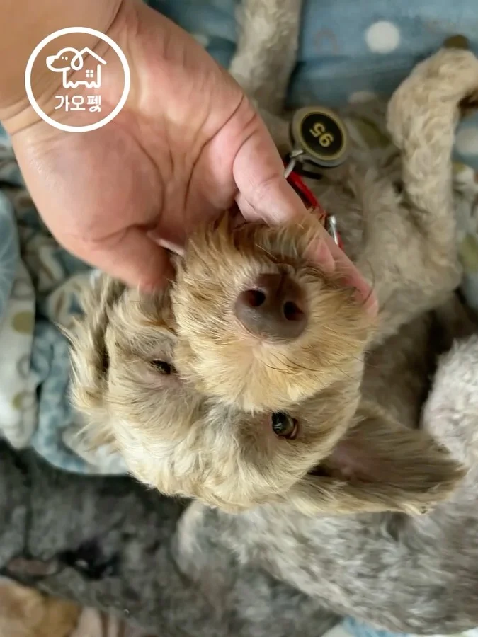 진저 3