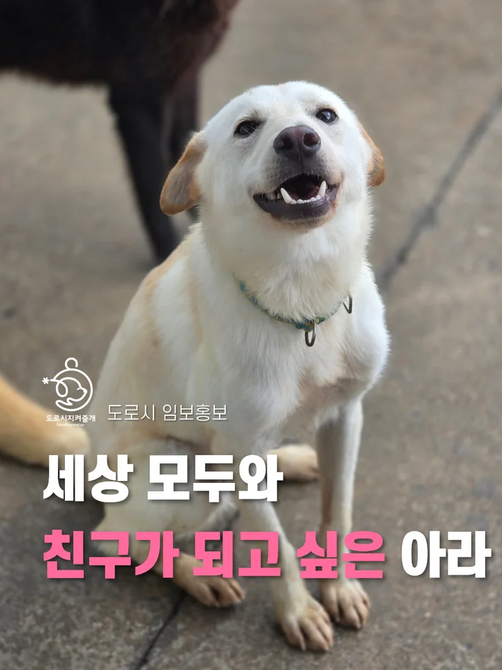 아라 2
