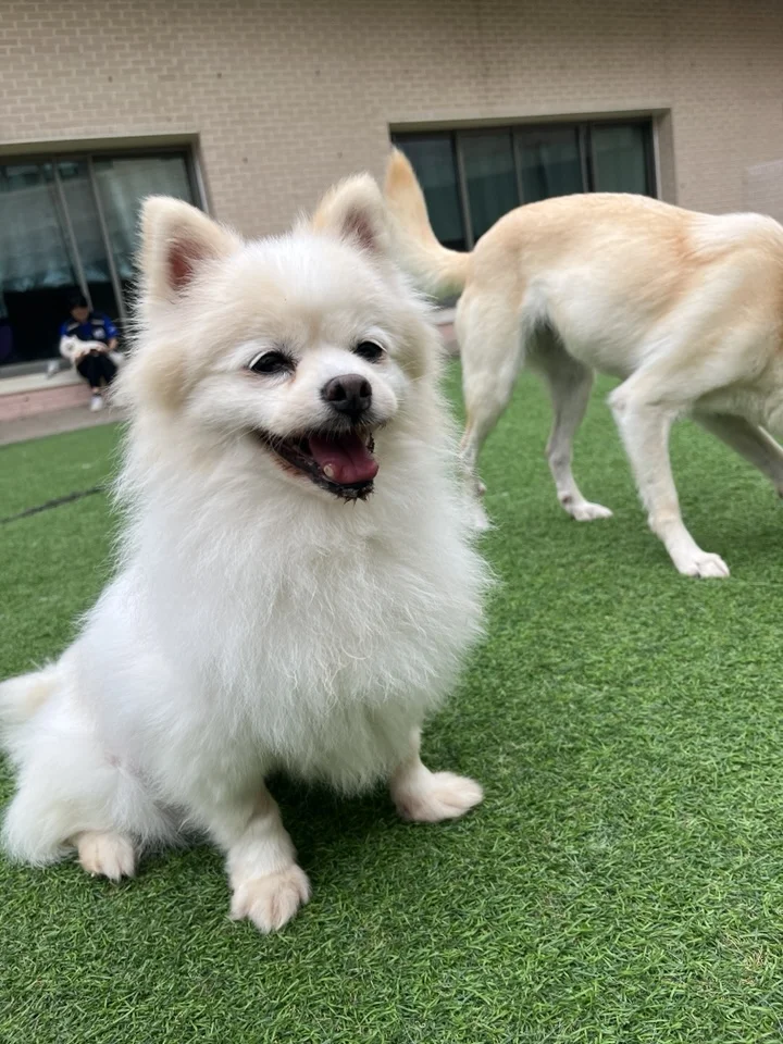 아리아 6