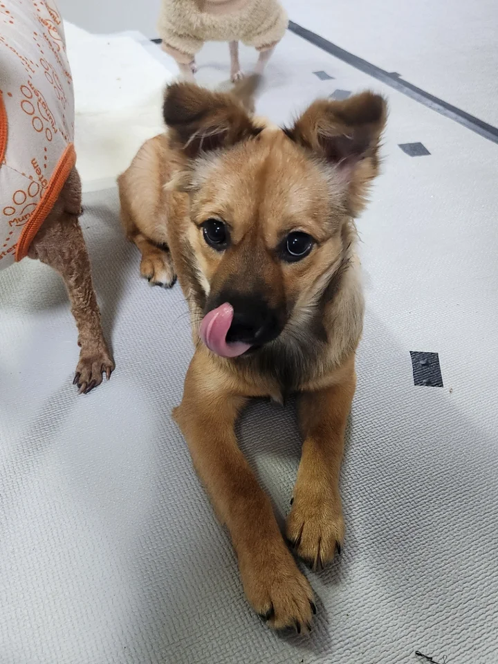 한치 3