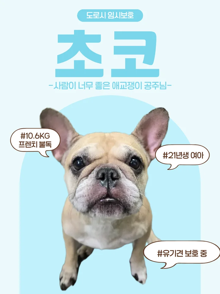 초코 1