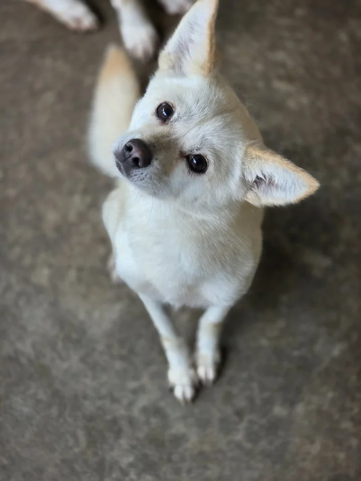 위니 9