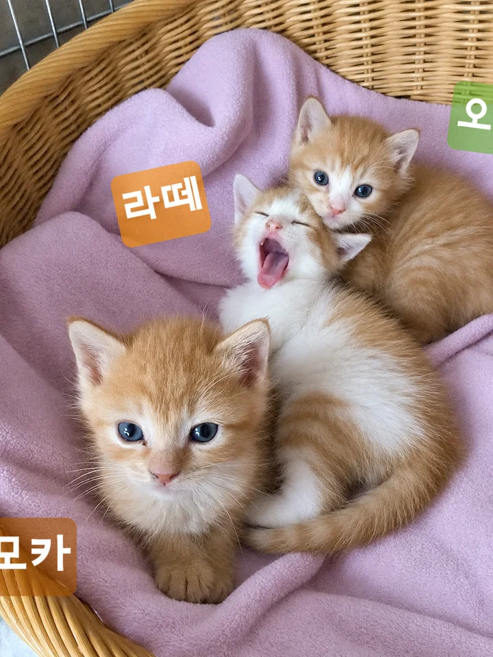 모카 7