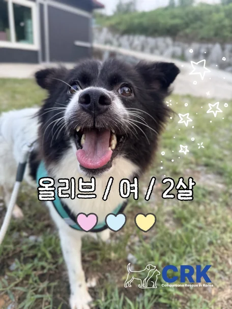 올리브