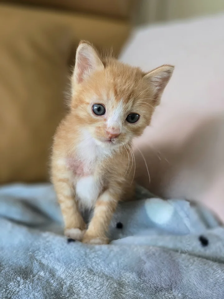 오레 4