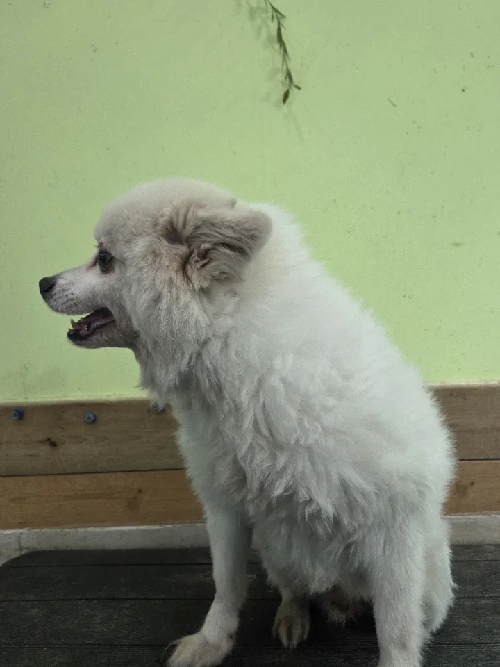랑이 7