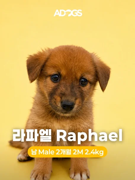 라파엘