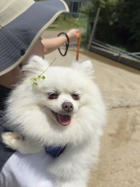 카니
