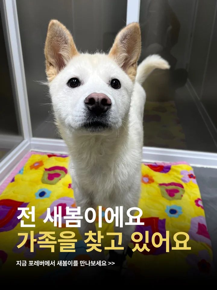 새봄 1