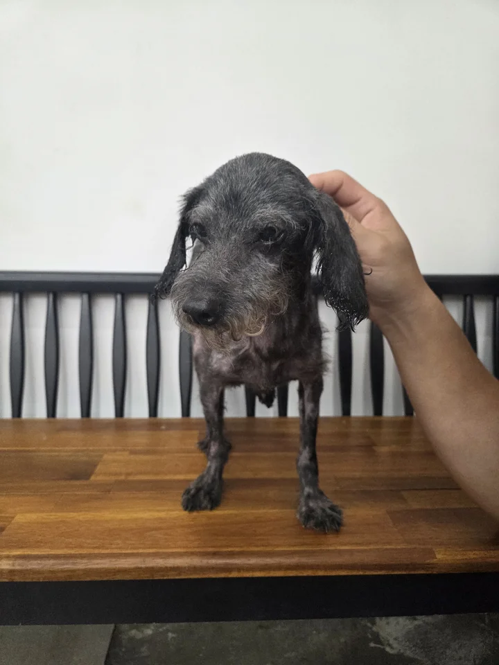 모루 6