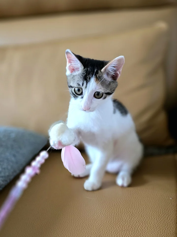 로피 4