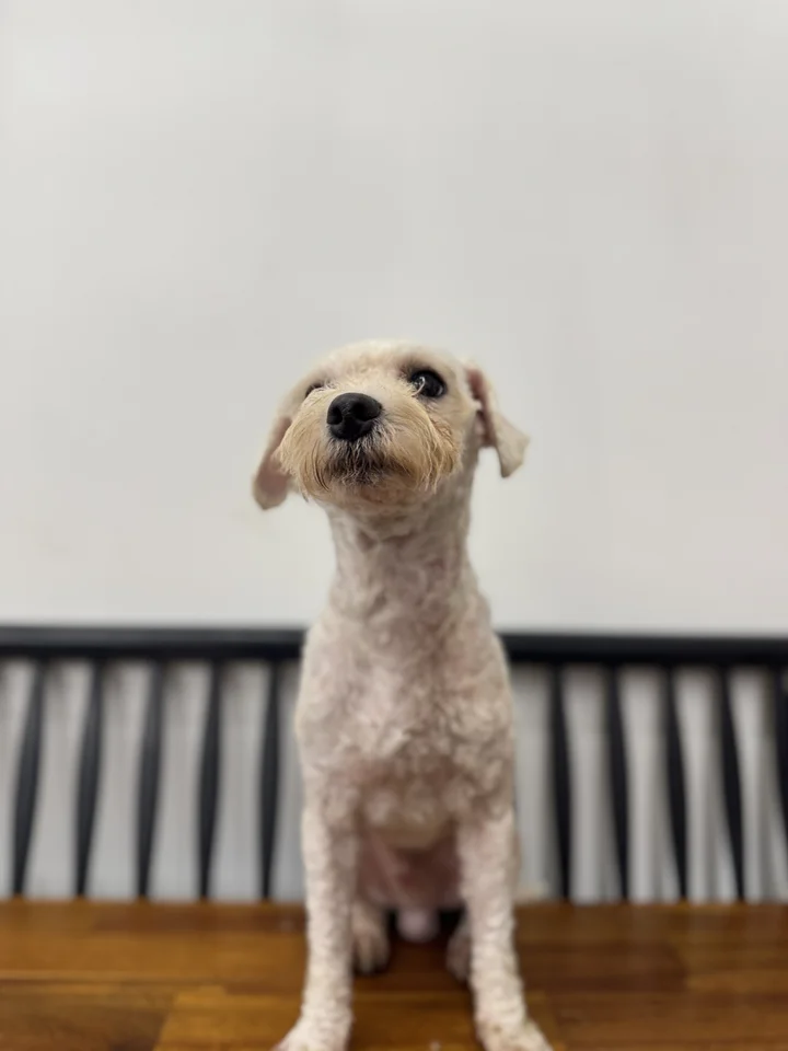 루피 4