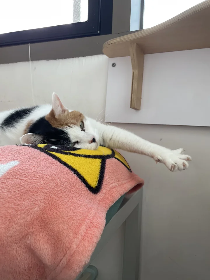 콧점 13