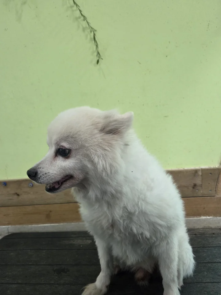 랑이 3
